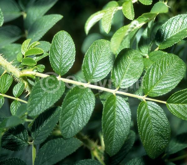 White blooms; Deciduous; Broadleaf