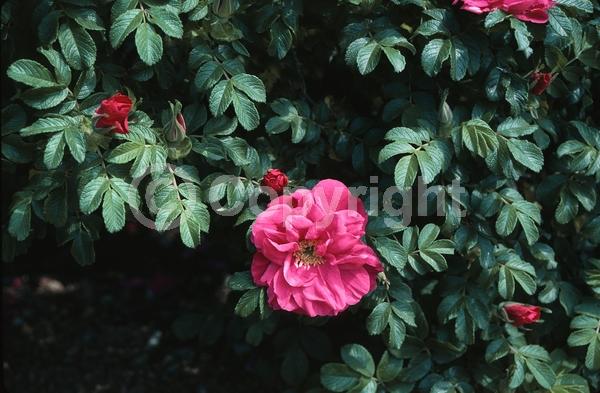 Red blooms; Deciduous; Broadleaf