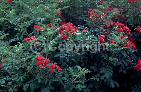 Red blooms; Deciduous; Broadleaf