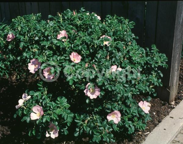 Pink blooms; Deciduous; Broadleaf