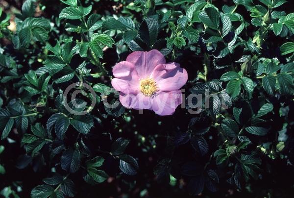 Pink blooms; Deciduous; Broadleaf
