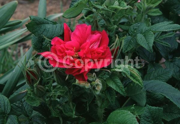 Pink blooms; Deciduous; Broadleaf