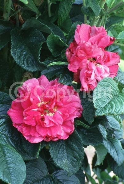 Pink blooms; Deciduous; Broadleaf