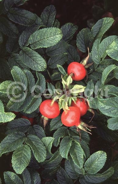 Red blooms; Purple blooms; White blooms; Pink blooms; Deciduous; Broadleaf