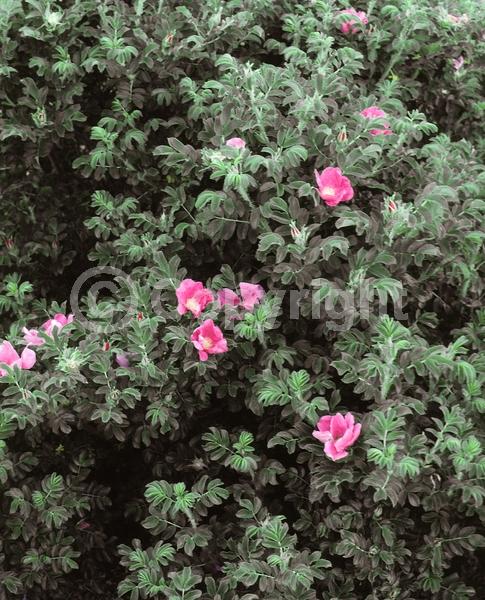 Red blooms; Purple blooms; White blooms; Pink blooms; Deciduous; Broadleaf