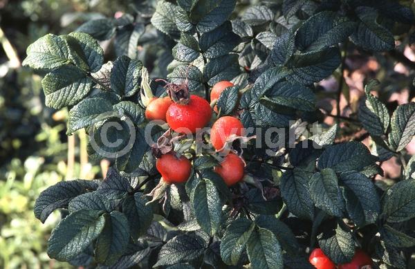 Red blooms; Purple blooms; White blooms; Pink blooms; Deciduous; Broadleaf
