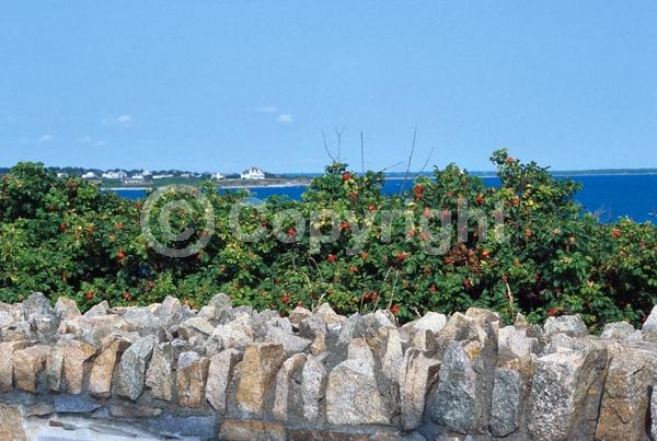 Red blooms; Purple blooms; White blooms; Pink blooms; Deciduous; Broadleaf