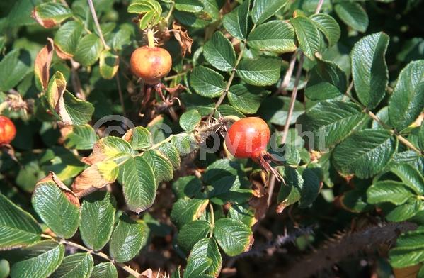 Red blooms; Purple blooms; White blooms; Pink blooms; Deciduous; Broadleaf
