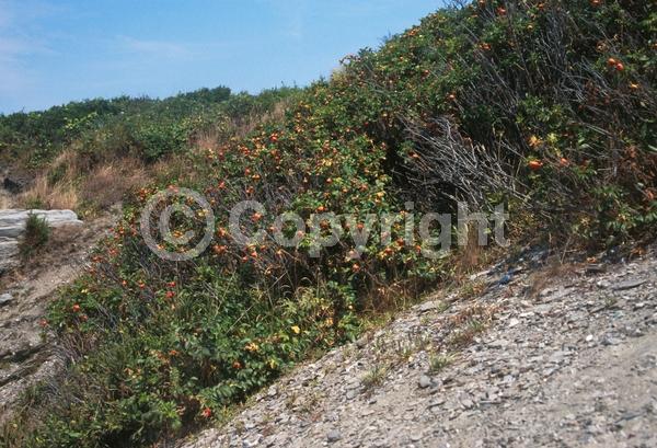 Red blooms; Purple blooms; White blooms; Pink blooms; Deciduous; Broadleaf