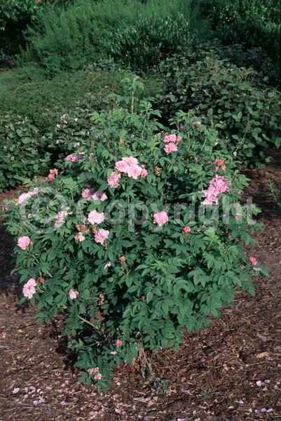 Red blooms; Pink blooms; Deciduous; Broadleaf