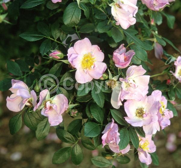 Pink blooms; Deciduous; Broadleaf; North American Native