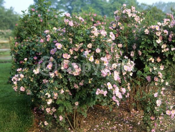 Pink blooms; Deciduous; Broadleaf; North American Native