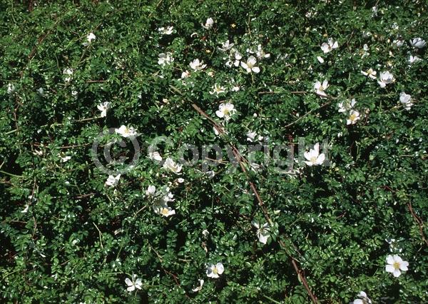 White blooms; Semi-evergreen
