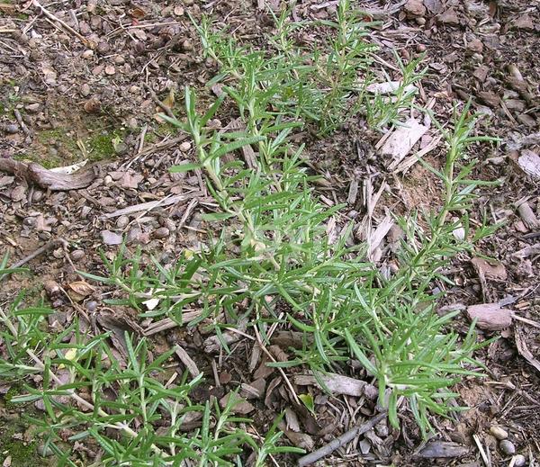 Blue blooms; Evergreen; Deciduous