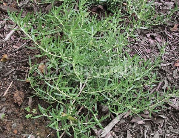 Blue blooms; Evergreen; Deciduous