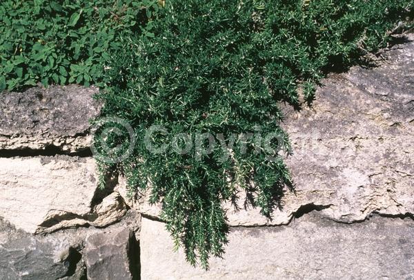 Blue blooms; Evergreen; Deciduous