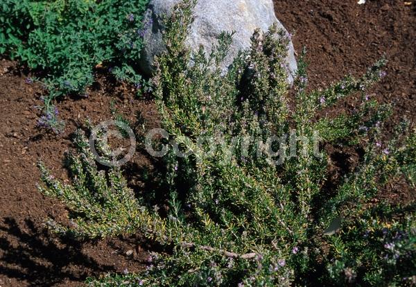 Pink blooms; Evergreen
