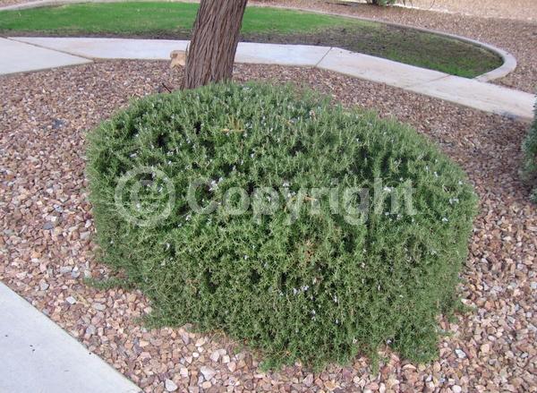 Blue blooms; Evergreen; Deciduous