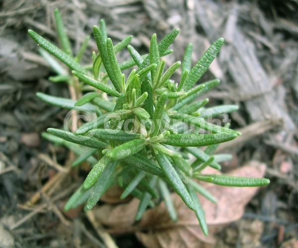 Blue blooms; Evergreen; Deciduous