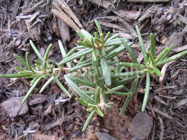 Blue blooms; Evergreen; Deciduous