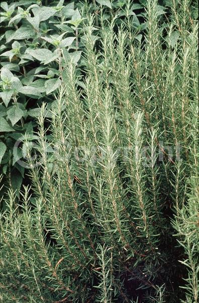 Blue blooms; Evergreen; Deciduous