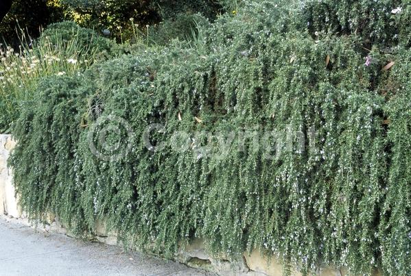 Blue blooms; Evergreen; Deciduous