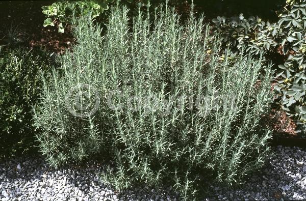 Blue blooms; Evergreen; Deciduous