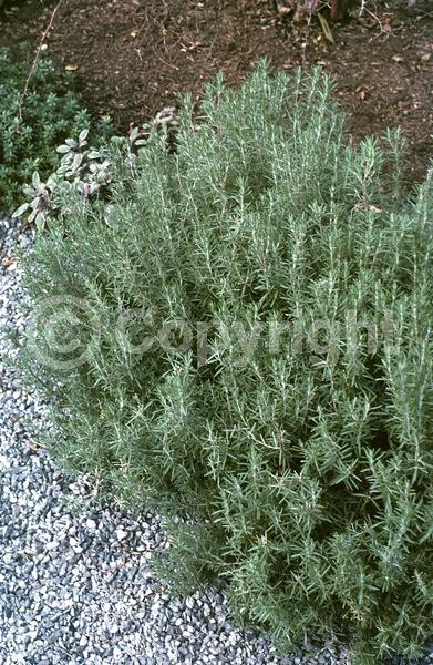 Blue blooms; Evergreen; Deciduous