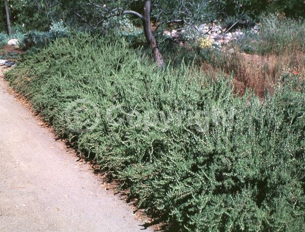 Blue blooms; Evergreen; Deciduous