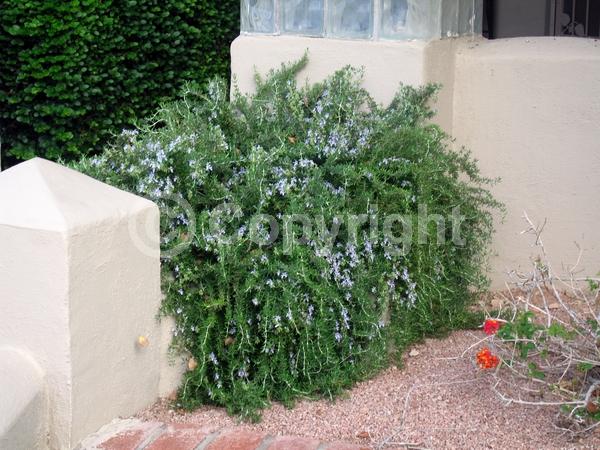 Blue blooms; Evergreen; Deciduous