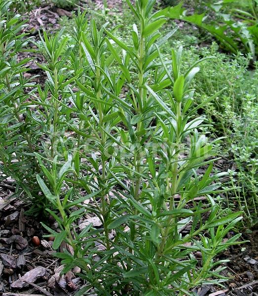 Blue blooms; Evergreen; Deciduous