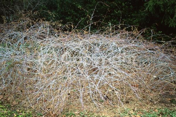 Purple blooms; Deciduous