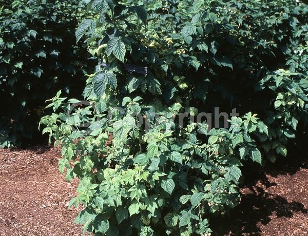 Yellow blooms; Green blooms; Deciduous