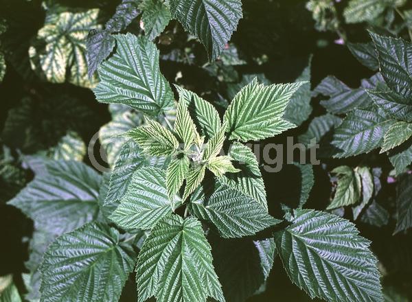 Yellow blooms; Green blooms; Deciduous