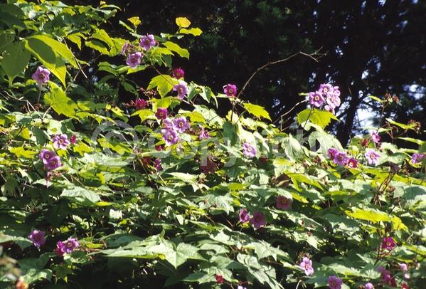 Purple blooms; Deciduous; 