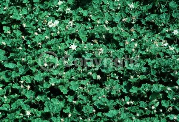 White blooms; Deciduous