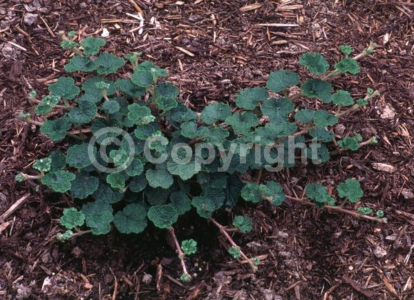 White blooms; Deciduous