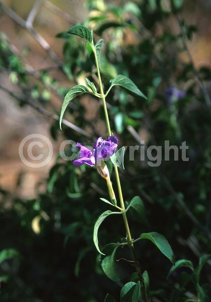 Purple blooms; Evergreen
