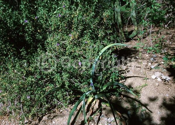 Purple blooms; Evergreen