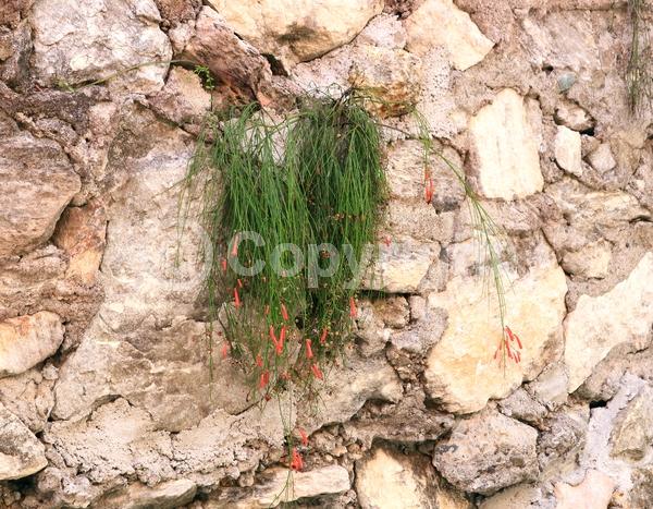 Red blooms; Evergreen; North American Native