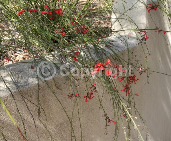 Red blooms; Evergreen; North American Native