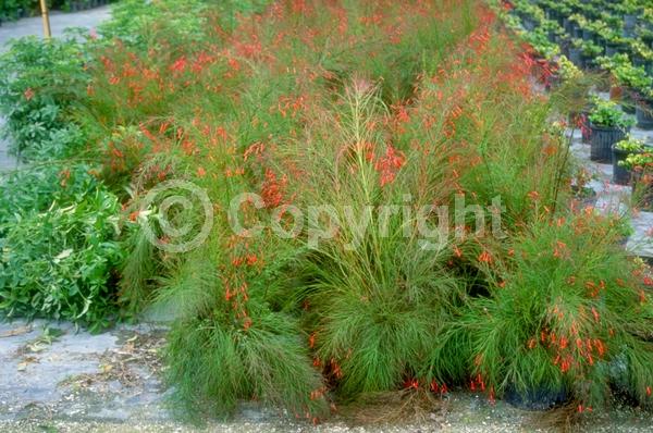 Red blooms; Evergreen; North American Native