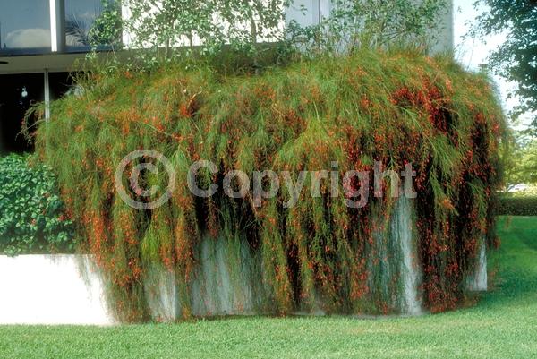 Red blooms; Evergreen; North American Native