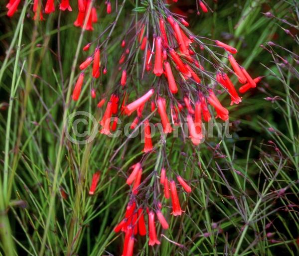 Red blooms; Evergreen; North American Native