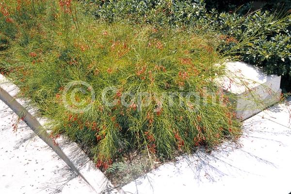 Red blooms; Evergreen; North American Native