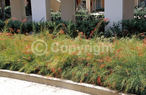 Red blooms; Evergreen; North American Native