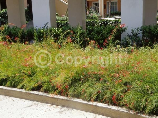 Red blooms; Evergreen; North American Native