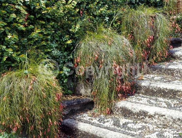 Red blooms; Evergreen; North American Native
