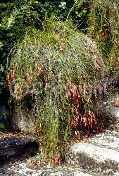 Red blooms; Evergreen; North American Native