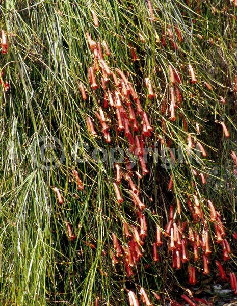 Red blooms; Evergreen; North American Native
